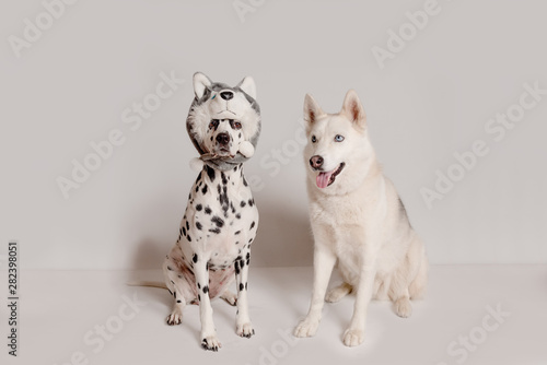 Dalmatian dog in husky hat copies the look of another siberian husky dog. Two funny dogs are sitting in front of camera on white background. Best friends, relationship concept. Copy space photo