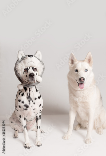 Two dogs in funny hats posing in front of camera on white background. Siberian husky and dalmatian dog in hat of dog. Best friends, relationship concept. The dog copies the look of another dog
