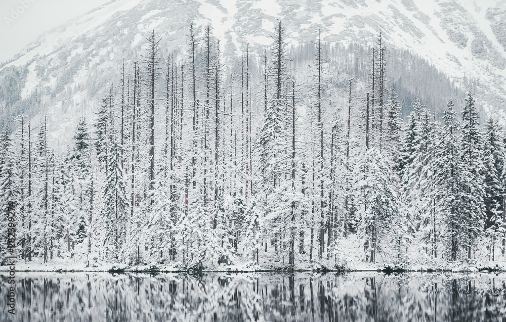Panoramic view of winter lake with snowy pine trees reflecting in crystal clear mountain lake. Closeup photo