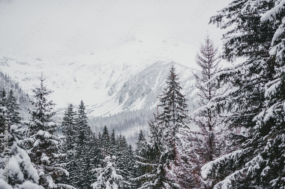 Fototapeta premium Charming winter mountain landscape. Beautifully snow-covered high peaks over hills. Near Zakopane.