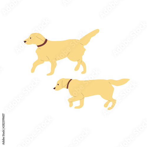 Set of two walking labrador retriever dogs. Isolated on white background. Flat style cartoon stock vector