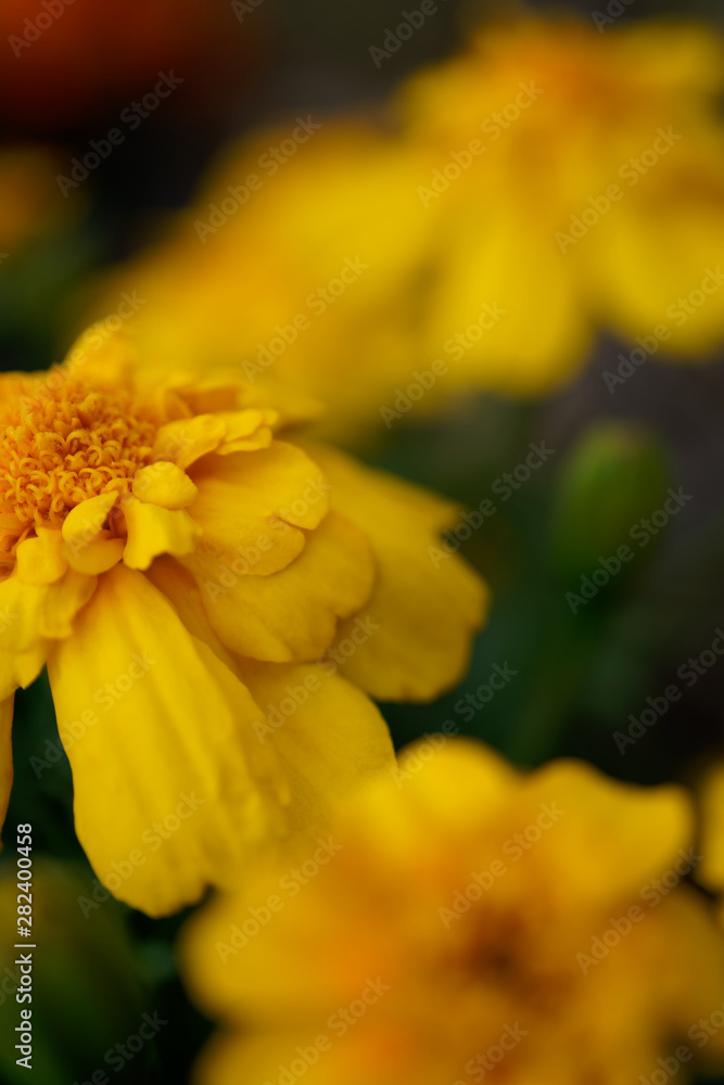 Marigold yellow flowers and stamens