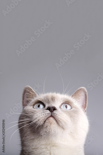 Closeup photo of british short hair cat