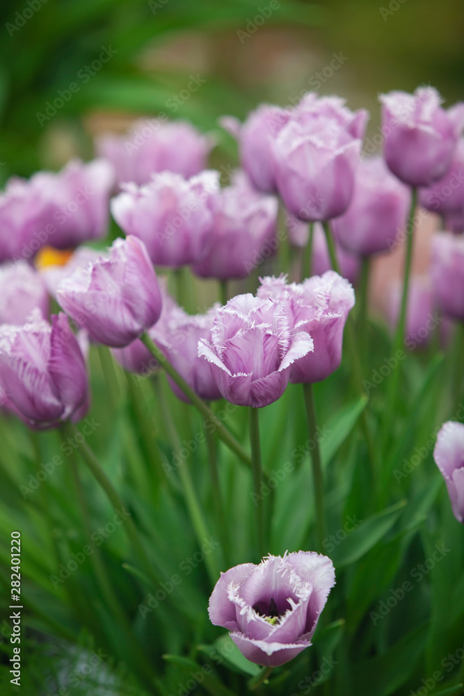 Fototapeta premium purple color from new gene of tulips