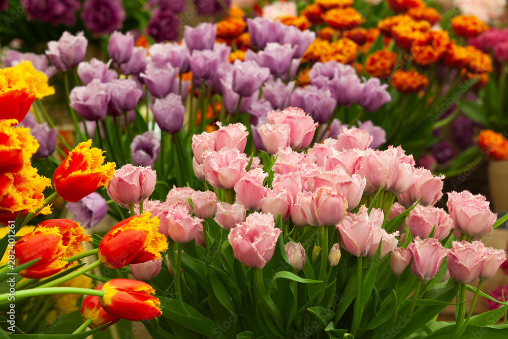 colorful from tulips in the garden colorful from tulips in the garden