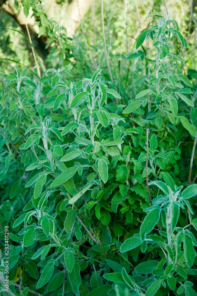 Naklejka premium Common Sage Salvia, Herb, Spice, Medditerranean food