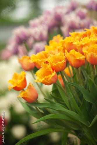 Orange tulips with purple and green background