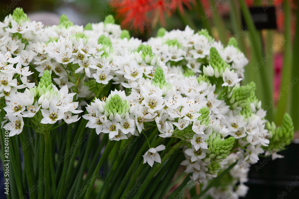 white tulips with green trunk white tulips with green trunk