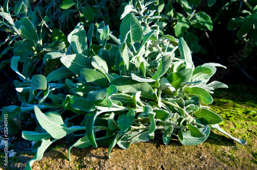 Common Sage Salvia, Herb, Spice, Medditerranean food photo