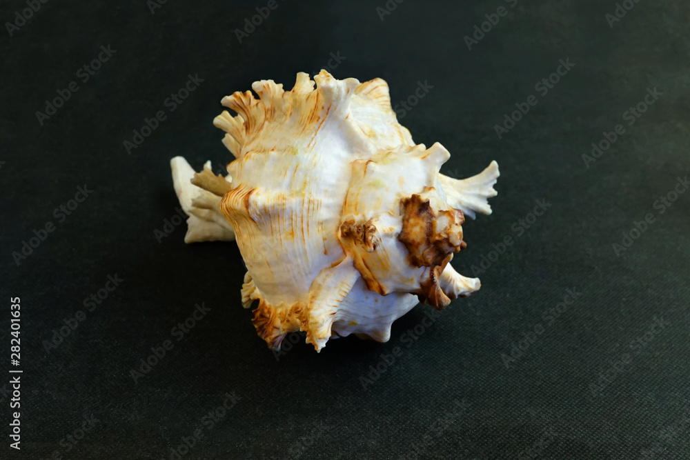 Large Murex Ramosus Shell Seashell . Large Murex Ramosus Shell Seashell .