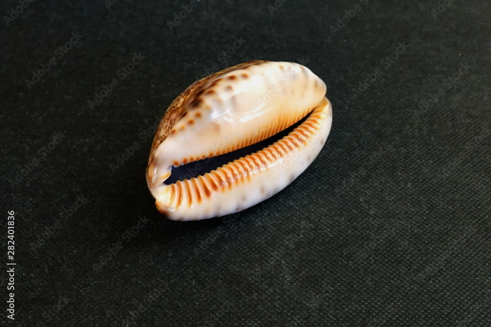 The seashell lies on a black background of Pseudozonaria-annettae The seashell lies on a black background of Pseudozonaria-annettae