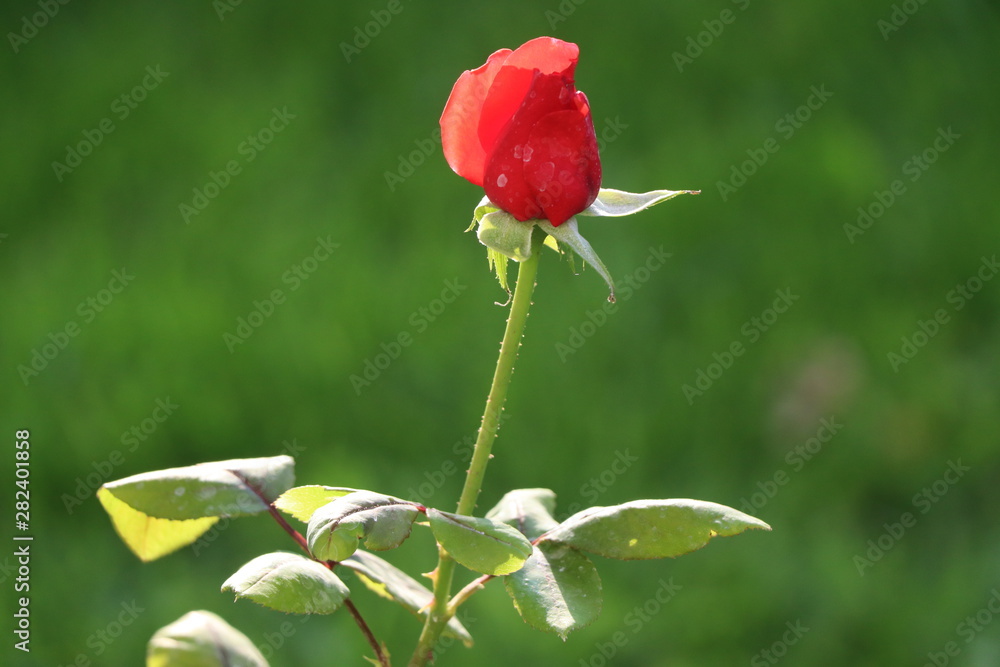 Red Rose flower with raindrops on background blured flowers. Nature. Red Rose flower with raindrops on background blured flowers. Nature.
