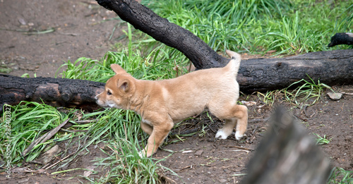 this is a side view of a golden dingo puppy