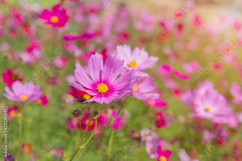 Beautiful cosmos flowers blooming in garden © S@photo