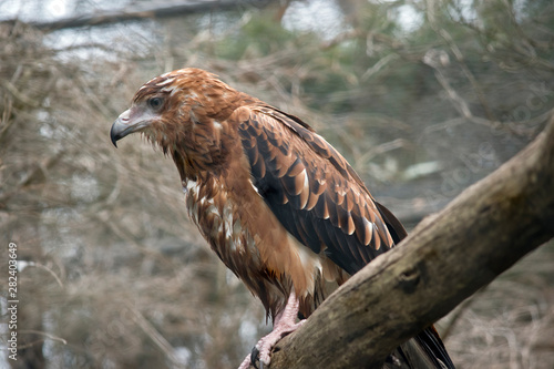 this is a side view of a black kite