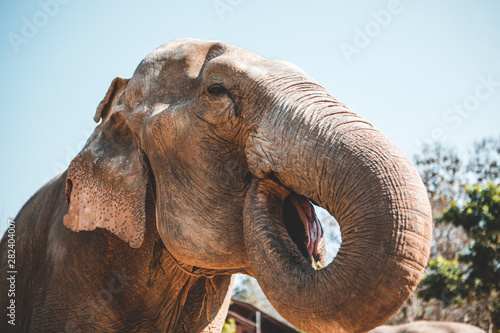 Elephants in Chiang Mai's Elephant Nature Park, Thailand