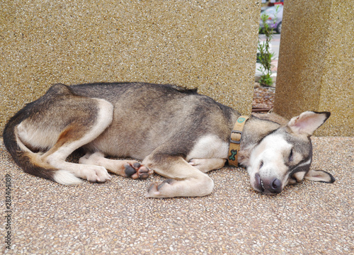 thai dog sleep on the floor