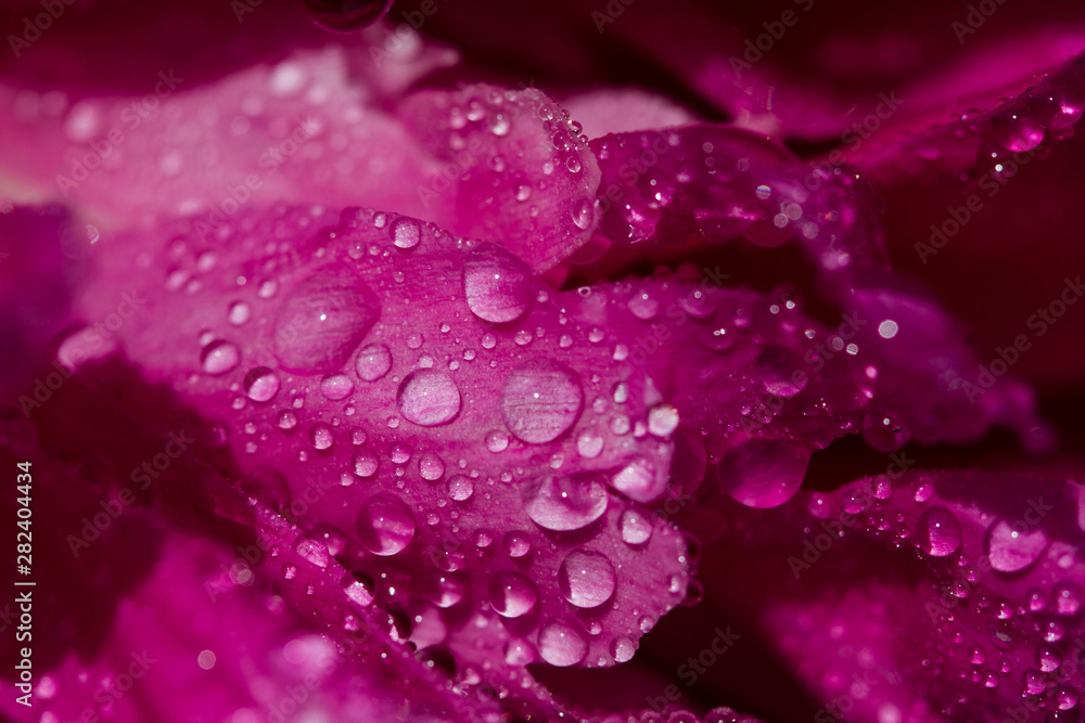Close-up of pink peony petals with water drops. Peony flowers with macro dew. Variety Is Sarah Bernhardt Close-up of pink peony petals with water drops. Peony flowers with macro dew. Variety Is Sarah Bernhardt