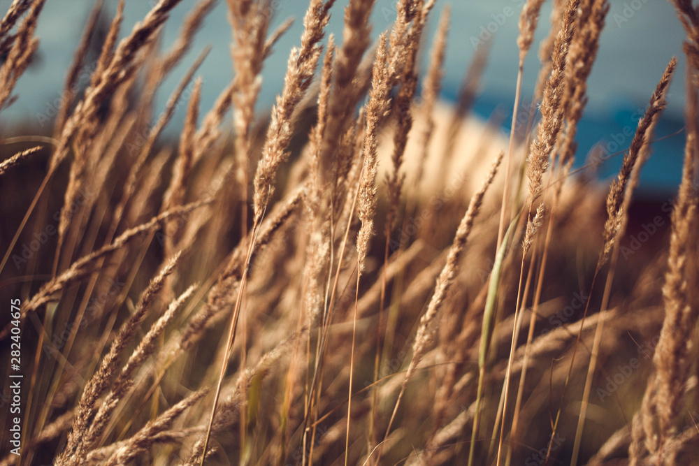 A field of yellow dry grass against a blue sky. Ripe Golden wheat and spikelets close-up. Beautiful scenery.