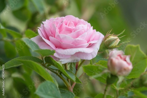 Pink rose plant in garden