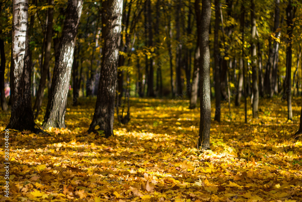 Fototapeta premium Beautiful autumn leaves on the forest floor and yellowed trees in a colorful grove. Autumn landscape yellow-orange trees with black trunks