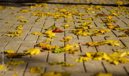 Yellowed dry maple leaves on the gray stone sidewalk close-up. Autumn foliage. leaf fall