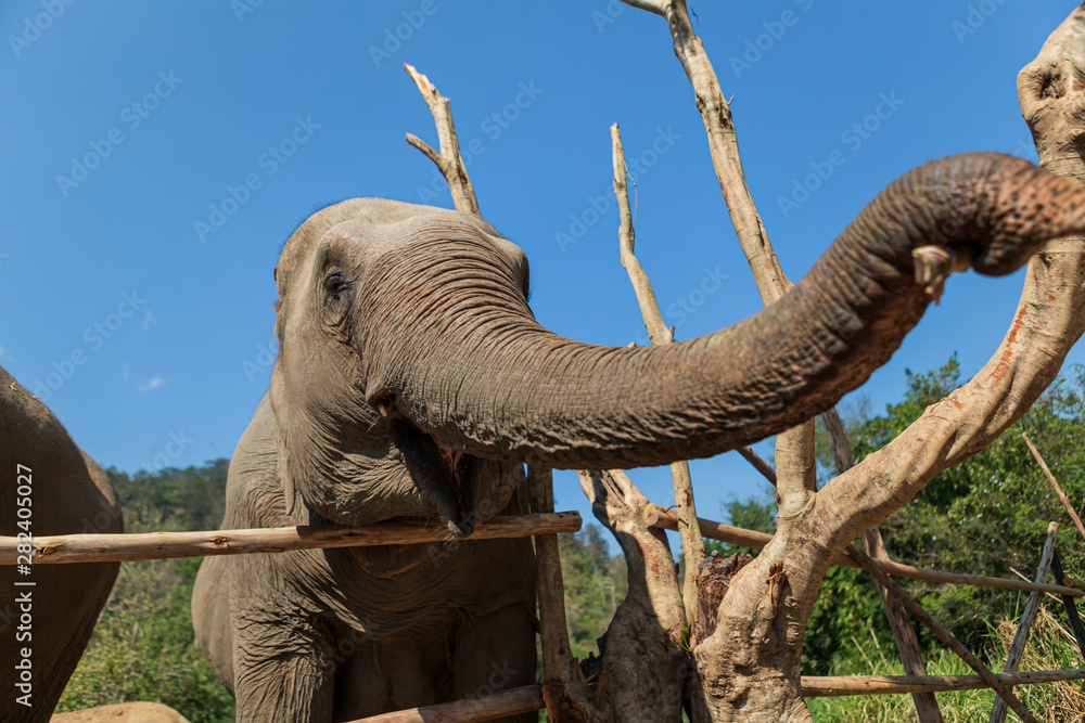 Obraz premium Elephants in Chiang Mai's Elephant Nature Park, Thailand