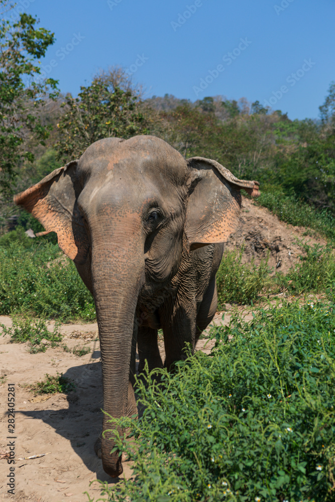 Fototapeta premium Elephants in Chiang Mai's Elephant Nature Park, Thailand