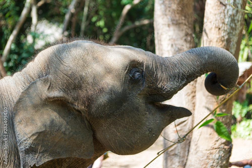 Fototapeta premium Elephants in Chiang Mai's Elephant Nature Park, Thailand