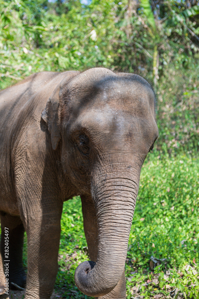 Elephants in Chiang Mai's Elephant Nature Park, Thailand Elephants in Chiang Mai's Elephant Nature Park, Thailand