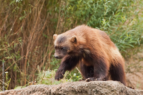 Walking. beautiful wolverine with shiny fur on a rock on a background of green thickets of grass,