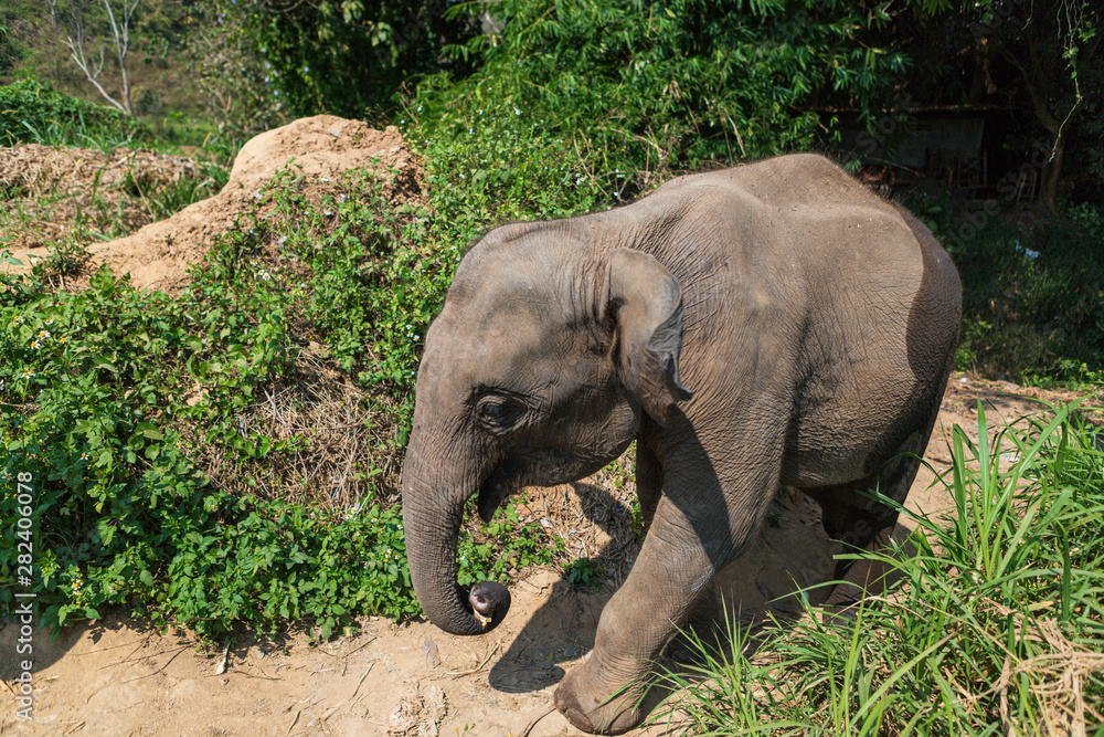 Elephants in Chiang Mai's Elephant Nature Park, Thailand