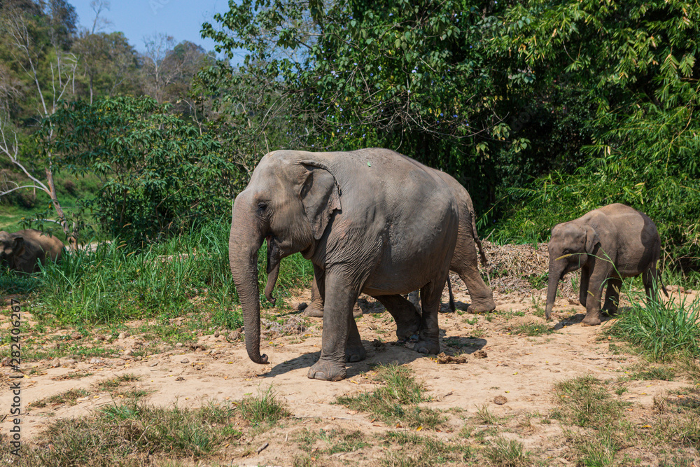 Elephants in Chiang Mai's Elephant Nature Park, Thailand Elephants in Chiang Mai's Elephant Nature Park, Thailand