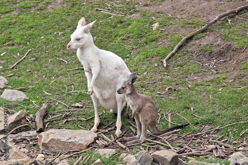an albino western kangaroo with her brown joey