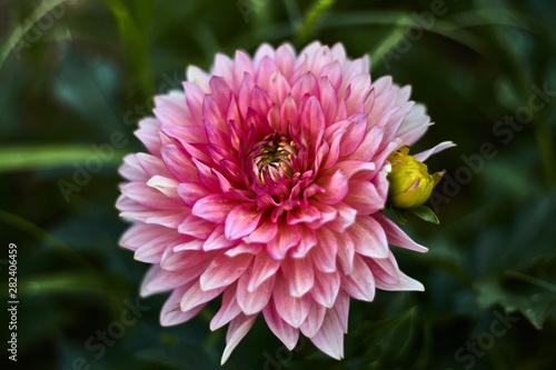 Pink dahlia with green bud