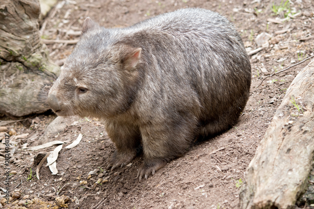 this is a common wombat this is a common wombat