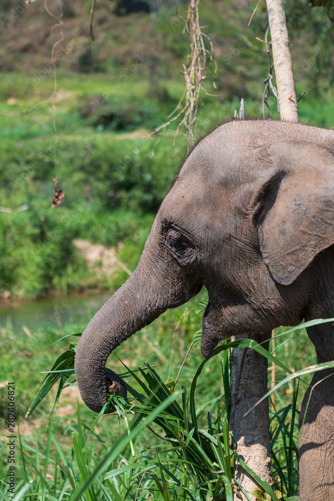 Elephants in Chiang Mai's Elephant Nature Park, Thailand Elephants in Chiang Mai's Elephant Nature Park, Thailand