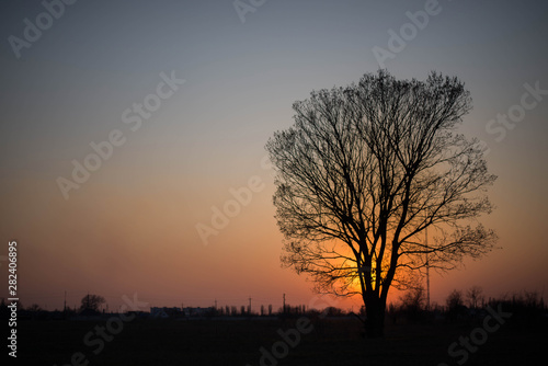  lonely tree on a background of beautiful sunset