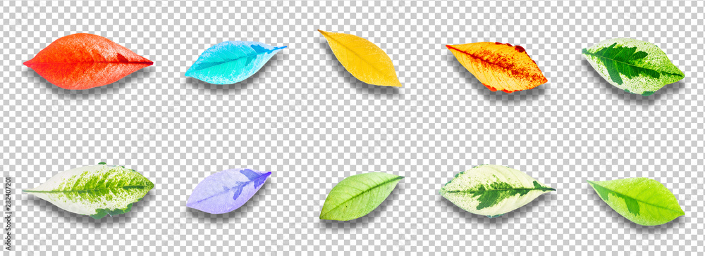 Obraz premium Leaves Collection set High resolution this have clipping path.