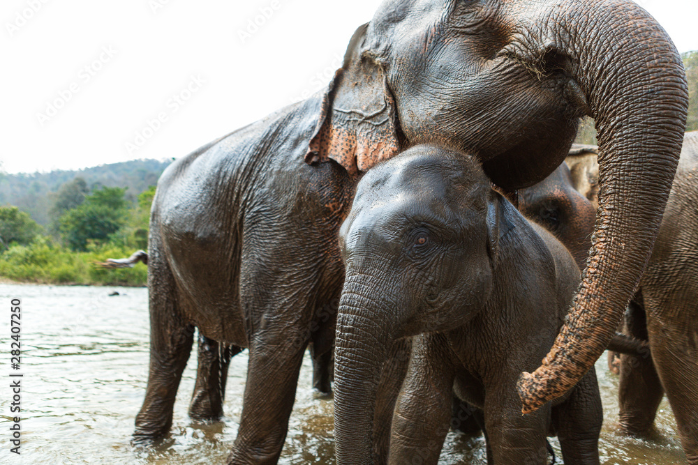 Fototapeta premium Elephants in Chiang Mai's Elephant Nature Park, Thailand