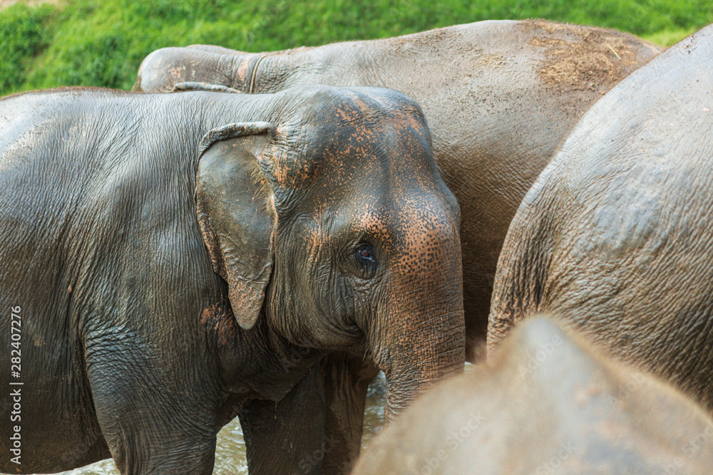 Fototapeta premium Elephants in Chiang Mai's Elephant Nature Park, Thailand