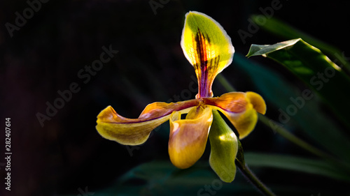 Paphiopedilum Villosum wild orchid close up view on dark light natural background that is blurred. photo