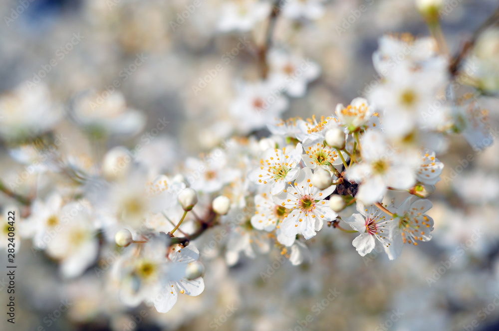 White flowers against a blurred background White flowers against a blurred background