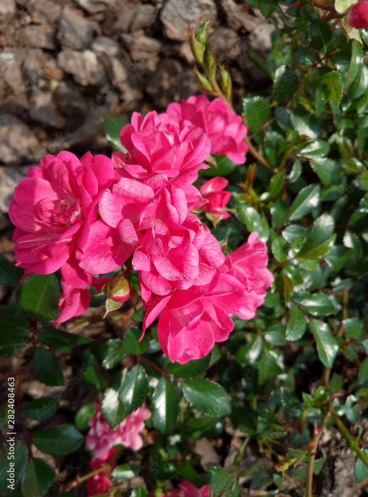 beautiful street roses in a sunny weather beautiful street roses in a sunny weather