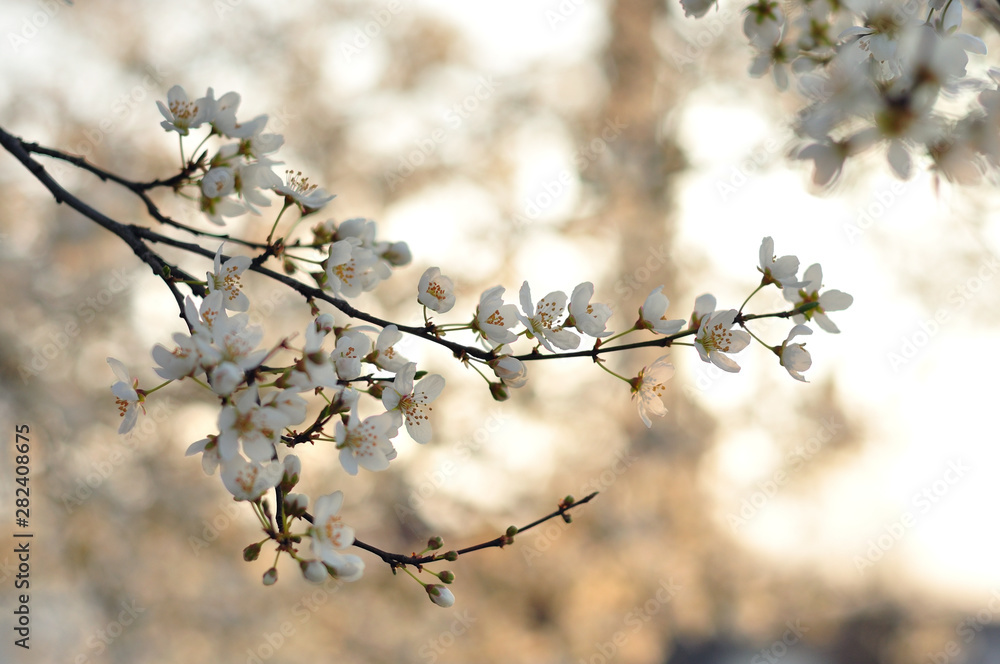 White flowers against a blurred background White flowers against a blurred background