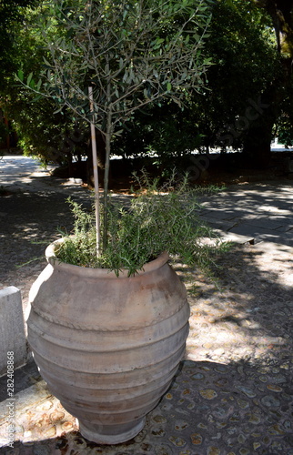 olive tree in a big pot © Panos