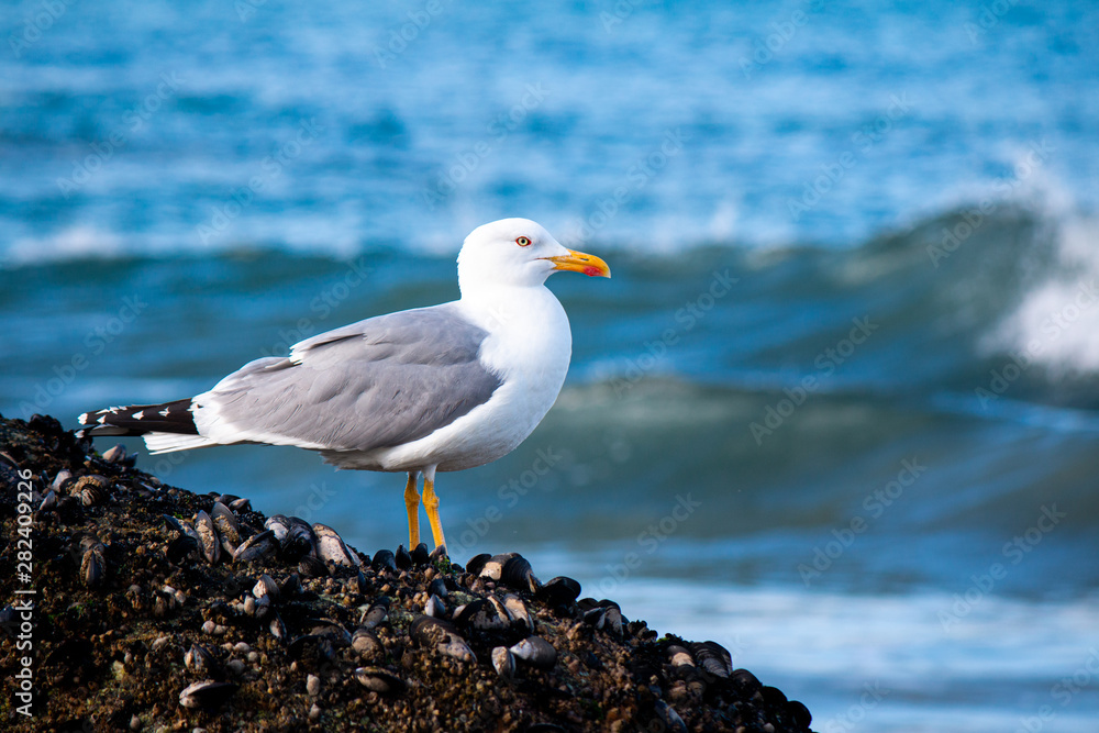 Seagull