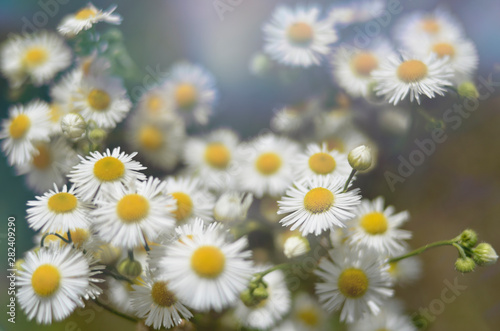 Chamomile flowers field wide background in sun light. Summer Daisies. Beautiful nature scene with blooming medical chamomilles. Alternative medicine. Camomile Spring flower background Beautiful meadow