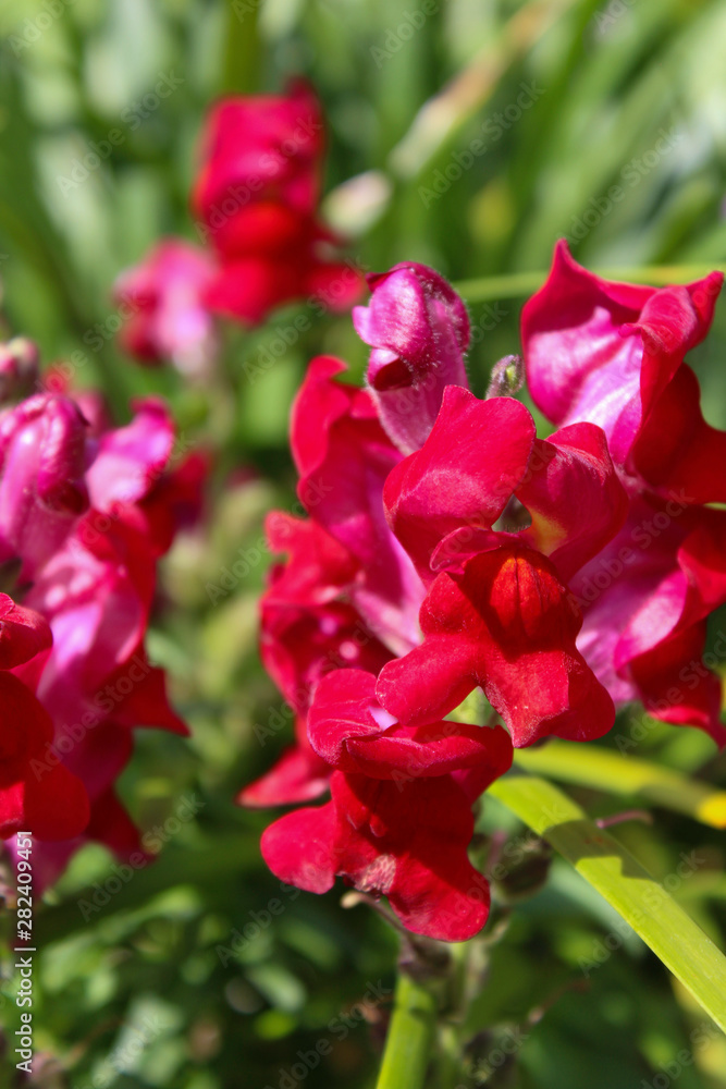 Red Snapdragons in the morning sun