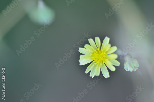 discovering the daisy